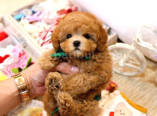 Tuvalet Eği̇ti̇mli̇ Toy Ve Kore Poodle Bebekleri̇mi̇z görsel