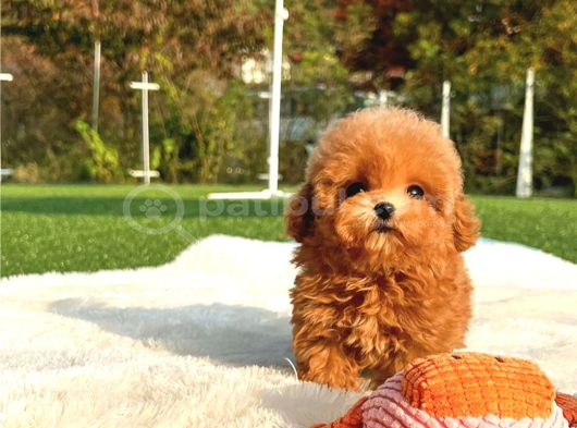 Safkan Yavru Arayanlara Saf Toy Poodle Yavrularim görsel
