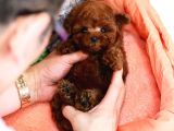 En İyi̇si̇ni̇ Arayanlara Kore Poodle Bebekleri̇mi̇z