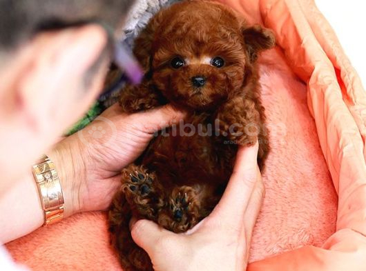 En İyi̇si̇ni̇ Arayanlara Kore Poodle Bebekleri̇mi̇z görsel