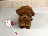Renk Renk Evi̇ni̇ze Neşe Katacak Toy Poodle Bebekleri̇m