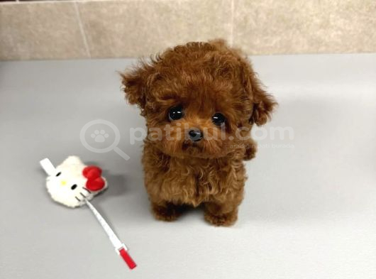Renk Renk Evi̇ni̇ze Neşe Katacak Toy Poodle Bebekleri̇m görsel