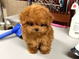 RENK RENK EVİNİZE NEŞE KATACAK TOY POODLE BEBEKLERİM