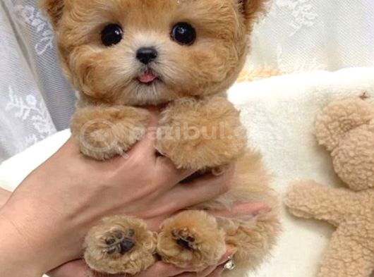 Ayicik Yüz Yapisina Sahi̇p Toy Poodle Bebekleri̇m