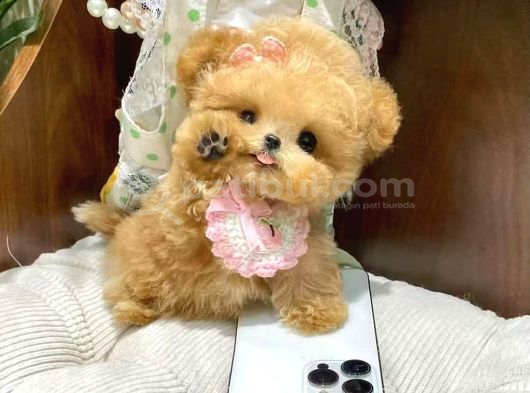 Ayicik Yüz Yapisina Sahi̇p Toy Poodle Bebekleri̇m görsel