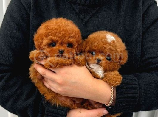 Renk Renk Evi̇ni̇ze Neşe Katacak Toy Poodle Bebekleri̇m görsel