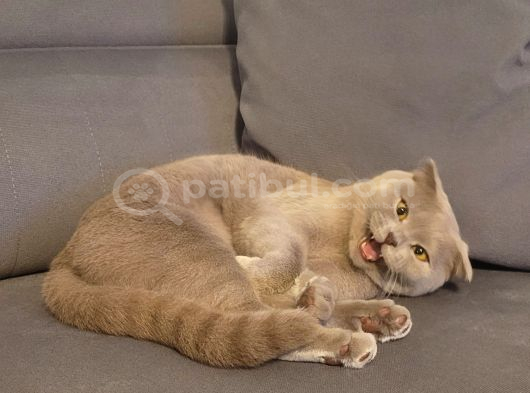 Momo Yeni Yuvasını Arıyor görsel