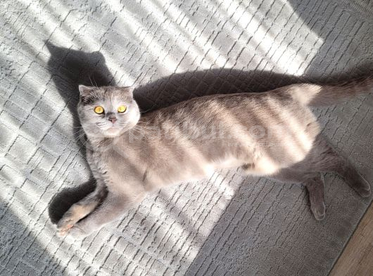 Momo Yeni Yuvasını Arıyor görsel