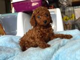 Podle Bebi̇ler
