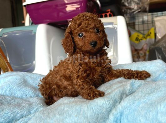 Podle Bebi̇ler görsel