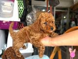 Podle Bebi̇ler