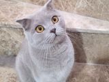 Momo Yeni Yuvasını Arıyor