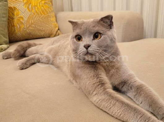Momo Yeni Yuvasını Arıyor görsel