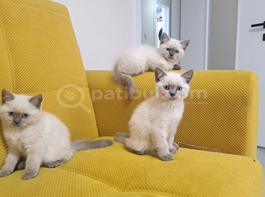 2 Aylik Cis Egitimi Var Ciddi Alicilar Donus Yapsin görsel