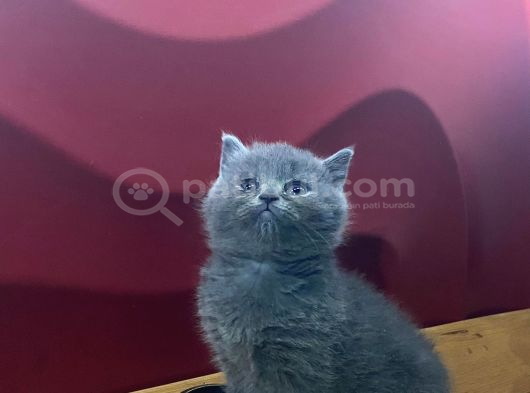 Safkan Ayı Surat Yavrular Yeni Sahiplerini Arıyor görsel