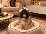 Eği̇ti̇mli̇ Mükemmel Shihtzu Yavrumuz
