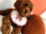 Ponçik Ev Doğumu Poodle Bebekler