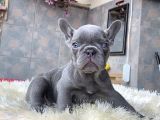 EGZOTİK BLUE FRENCH BULLDOG YAVRULARIM SAFKAN