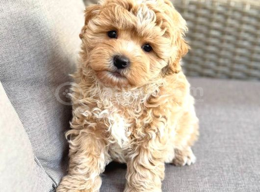 MALTİPOO CİNSİ YAVRULAR EV ÜRETİMİ