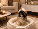 EĞİTİMLİ MÜKEMMEL SHIHTZU YAVRUMUZ