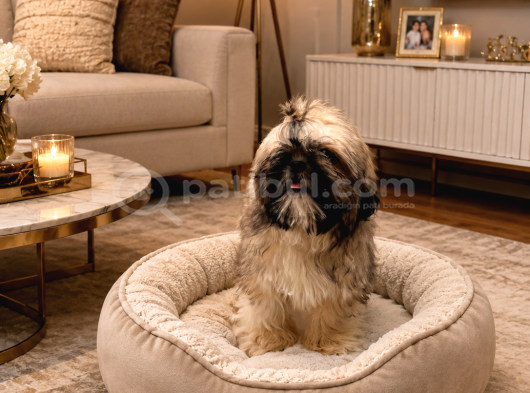 Eği̇ti̇mli̇ Mükemmel Shihtzu Yavrumuz