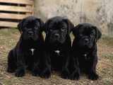 A kaliteA kalite cane corso yabrularımız