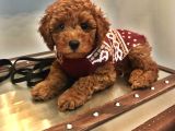 A Kalite Toy Poodle Köpeklerim