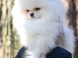Safkan Kali̇teli̇ Pomeri̇an Yavrular