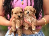Teacup Malti̇poo Yavrular  Mi̇ni̇ Boy Garanti̇li̇