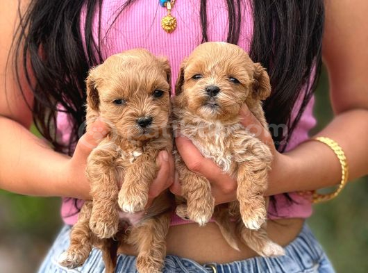 Teacup Malti̇poo Yavrular  Mi̇ni̇ Boy Garanti̇li̇ görsel