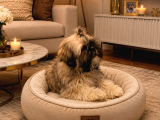 Eği̇ti̇mli̇ Mükemmel Shihtzu Yavrumuz