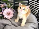 Orijinal British Shorthair Golden