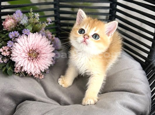 Orijinal British Shorthair Golden görsel