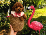 Ponçik Ev Doğumu Poodle bebekler