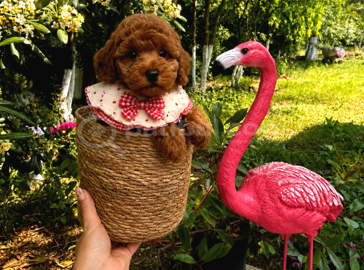 Ponçik Ev Doğumu Poodle Bebekler