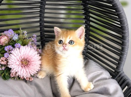 Orijinal British Shorthair Golden görsel