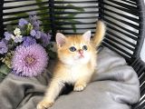 Orijinal British Shorthair Golden