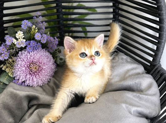 Orijinal British Shorthair Golden