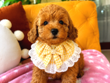 Ponçik Ev Doğumu Poodle Bebekler