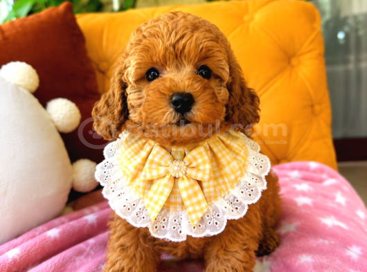 Ponçik Ev Doğumu Poodle Bebekler görsel