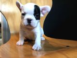 ORJİNAL FRENCH BULLDOG YAVRULAR  IRK VE SAĞLIK GARANTİLİ