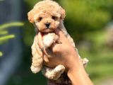ORJİNAL TEACUP MALTİPOO  KÜÇÜK IRK GARANTİLİ