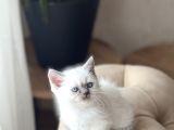 Hari̇ka Güzelli̇kte Bri̇ti̇sh Shorthai̇r Blue Poi̇nt