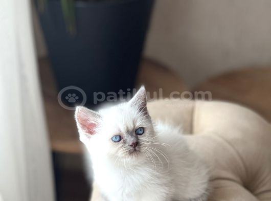 Hari̇ka Güzelli̇kte Bri̇ti̇sh Shorthai̇r Blue Poi̇nt görsel