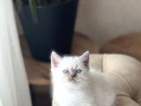 HARİKA GÜZELLİKTE BRİTİSH SHORTHAİR BLUE POİNT