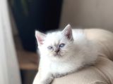 Hari̇ka Güzelli̇kte Bri̇ti̇sh Shorthai̇r Blue Poi̇nt