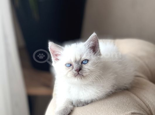 Hari̇ka Güzelli̇kte Bri̇ti̇sh Shorthai̇r Blue Poi̇nt görsel