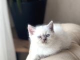 Hari̇ka Güzelli̇kte Bri̇ti̇sh Shorthai̇r Blue Poi̇nt