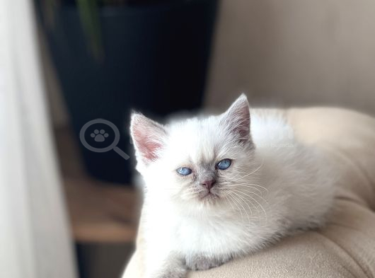 Hari̇ka Güzelli̇kte Bri̇ti̇sh Shorthai̇r Blue Poi̇nt görsel