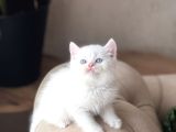 ÜST DÜZEY KALİTE MAVİ GÖZ BRİTİSH SHORTHAİR YAVRUM
